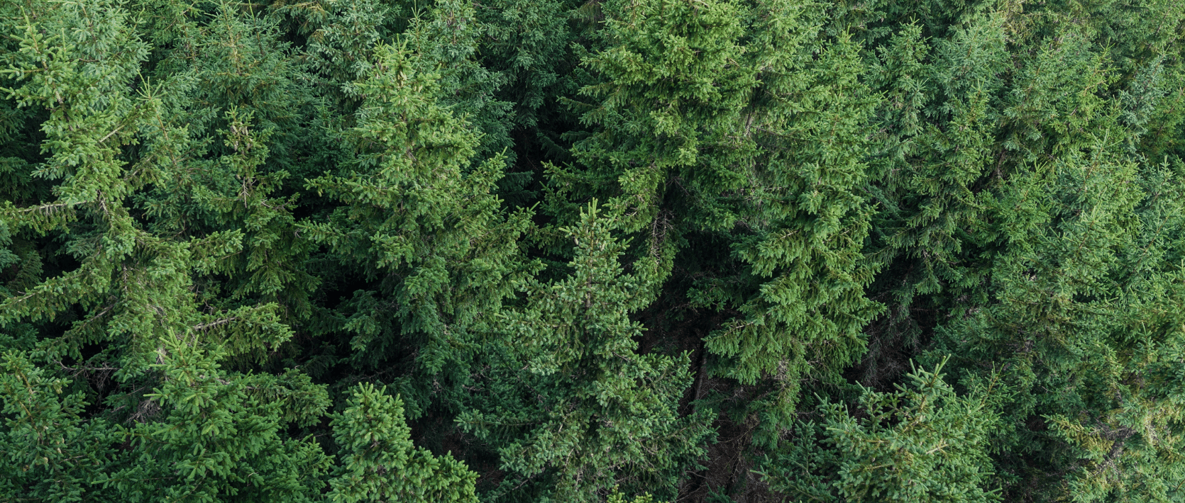 Reflections On Earth Day Cratus Group